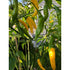 Aji Lemondrop DSRP